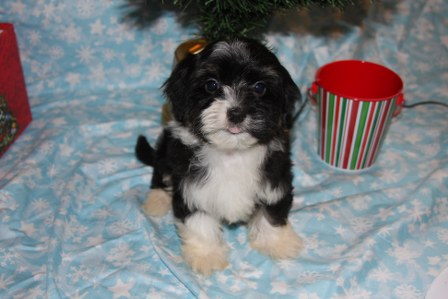 havanese-puppies